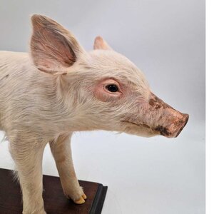 Mounted piglet (B)