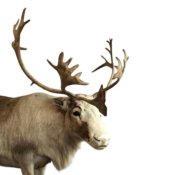 Mounted reindeer (Peary caribou)