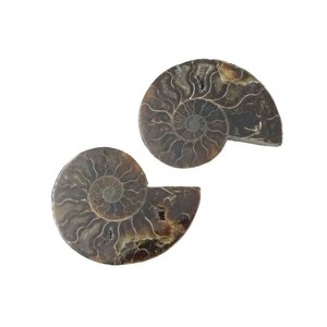 Fossil split ammonite couple (medium)