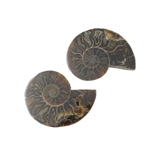 Fossil split ammonite couple (medium)