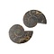 Fossil split ammonite couple (medium)