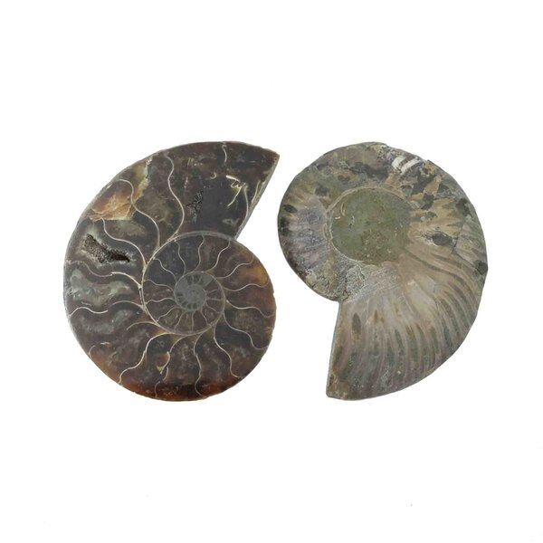 Fossil split ammonite couple (medium)