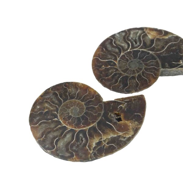 Fossil split ammonite couple (medium)