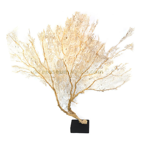 Weiße seefächer (XL)