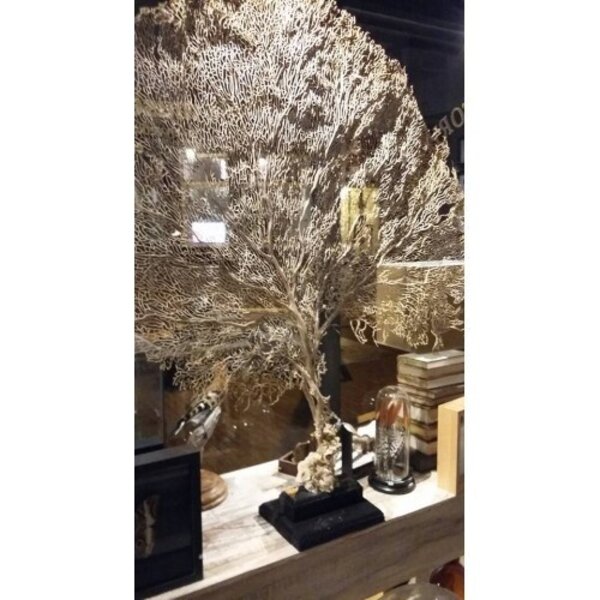 Weiße seefächer (XL)