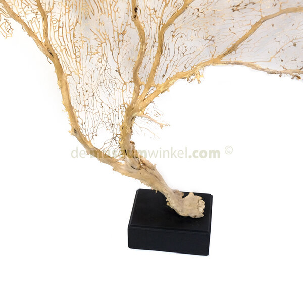 Weiße seefächer (XL)