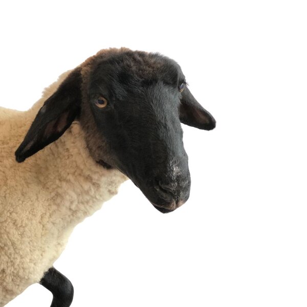 Opgezet Suffolkschaap