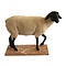 Mounted Suffolk sheep