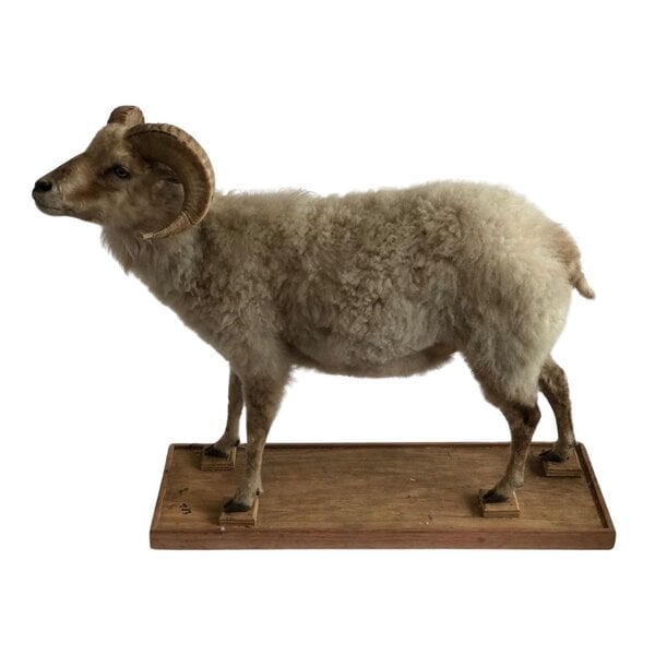 Mounted Ouessant sheep (light)