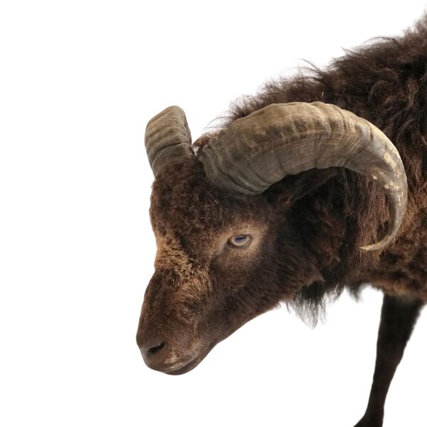 Mounted Ouessant sheep (dark)