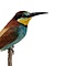 Mounted European bee-eater (A)