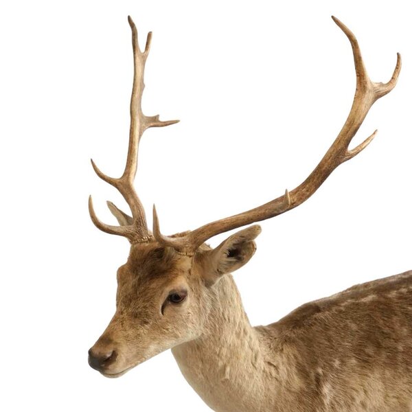 Präparierter Damhirsch