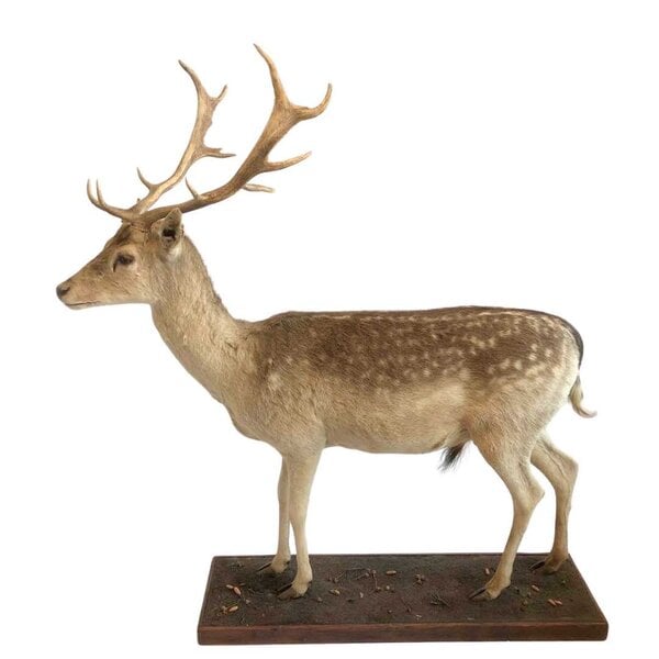 Präparierter Damhirsch