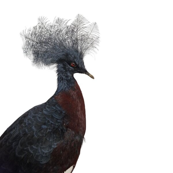 Mounted western crowned pigeon