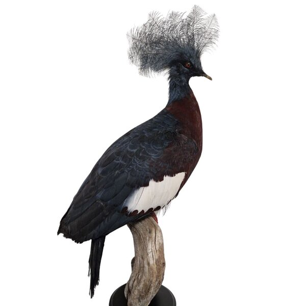 Mounted western crowned pigeon