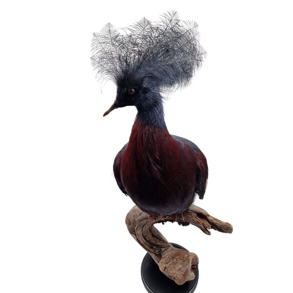 Ausgestopfte Krontaube