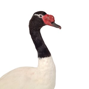 Mounted black-necked swan