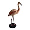 Mounted Chilean flamingo (E)