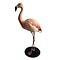 Mounted Chilean flamingo (E)