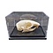 Squirrel skull in plastic box