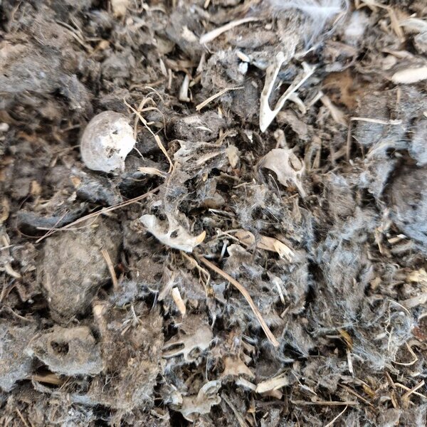 Bag of crumbled owl pellets