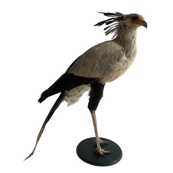 Opgezette secretarisvogel