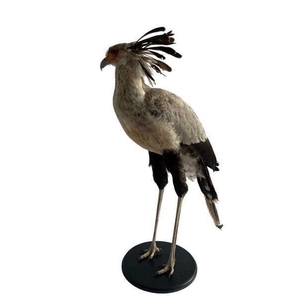 Mounted secretarybird