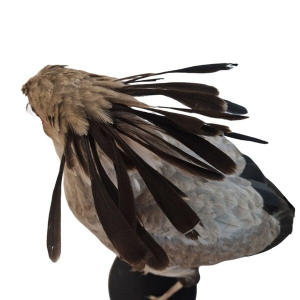 Mounted secretarybird