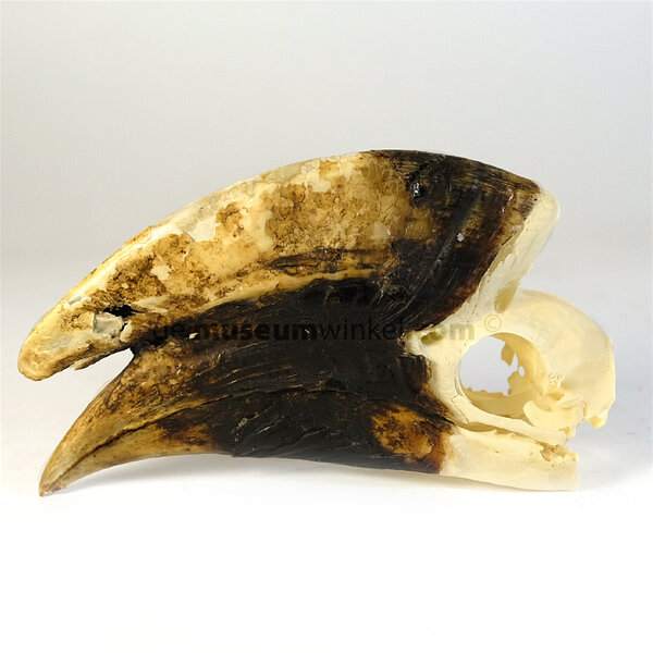 Skull of a hornbill (F)
