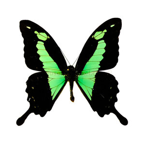 Papilio phorcas dried/papered