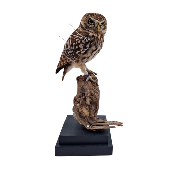 Square wooden pedestal (black) 14x14cm