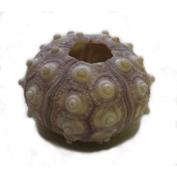 Seeigel 'Heterocentrotus mamillatus'