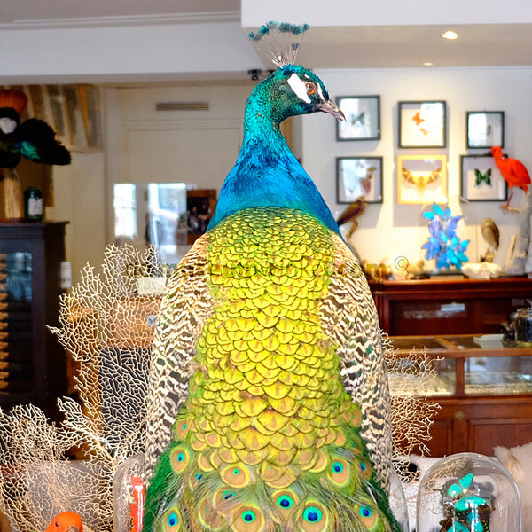 Blauer Pfau - richtig aussehen