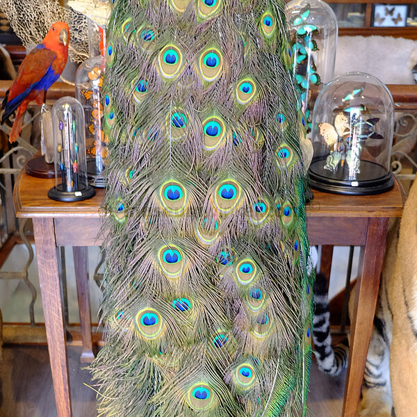 Opgezette blauwe pauw - rechts kijkend