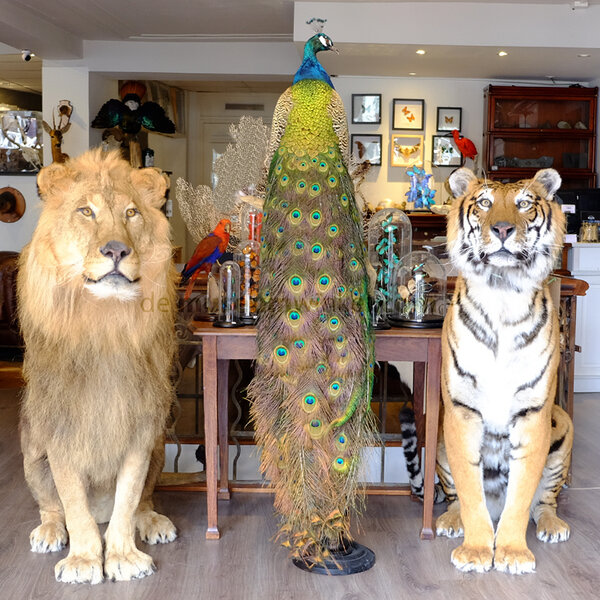 Blauer Pfau - richtig aussehen