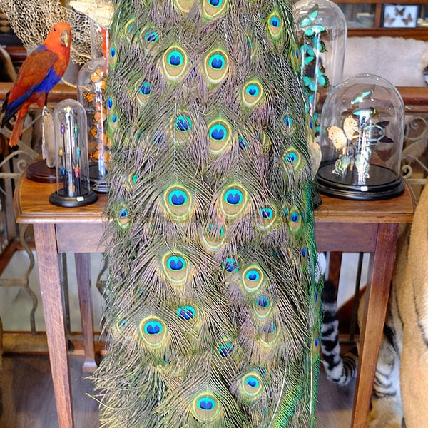 Blauer Pfau - links aussehen