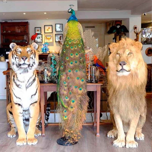 Blauer Pfau - links aussehen