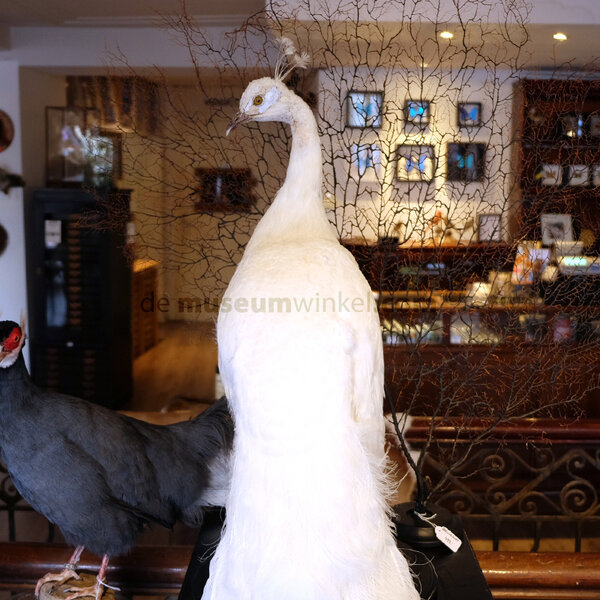 Mounted white peacock