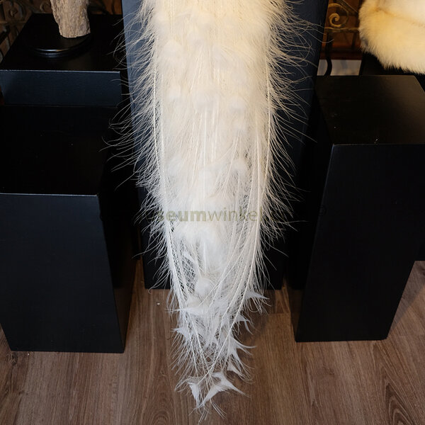 Opgezette witte pauw