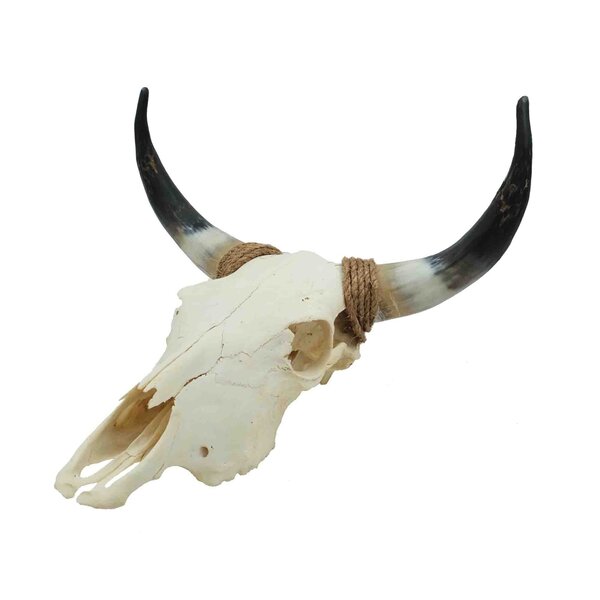 Skull of a cow