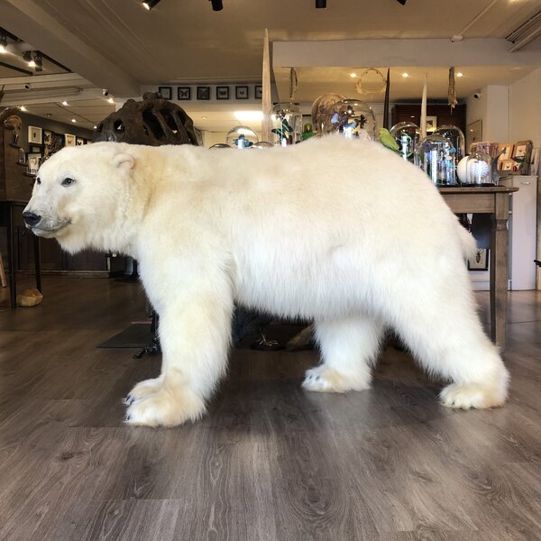 Präparierter Eisbär