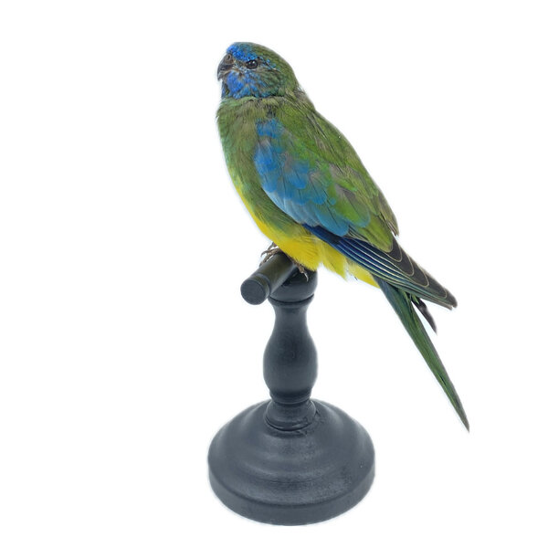 Mounted Scarlet-chested parrot