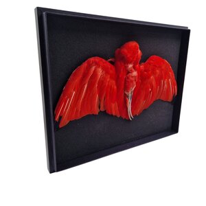 Insect box with Scarlet ibis