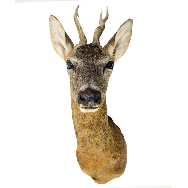 Ree trofee - zomerkleed