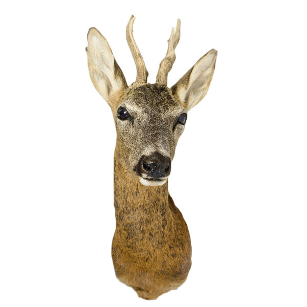 Ree trofee - zomerkleed