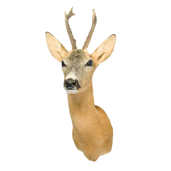 Roe deer trophy - summer coat