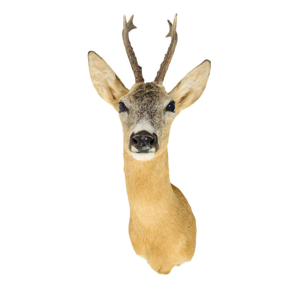 Ree trofee - zomerkleed