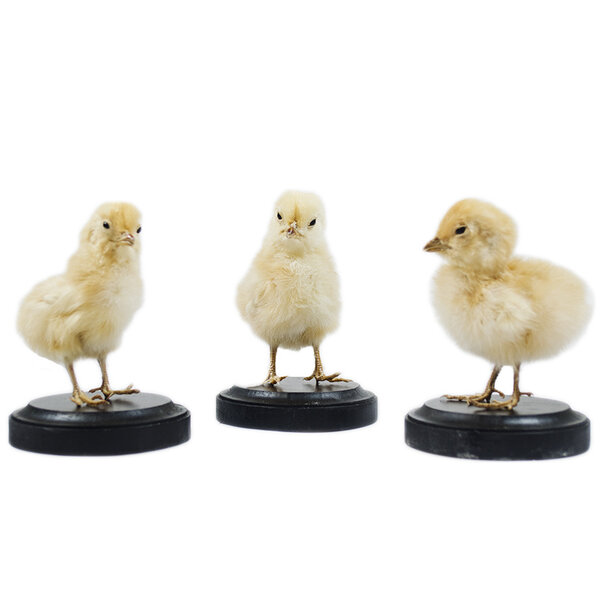 Präpariertes gelbes Huhn Küken mit Sockel