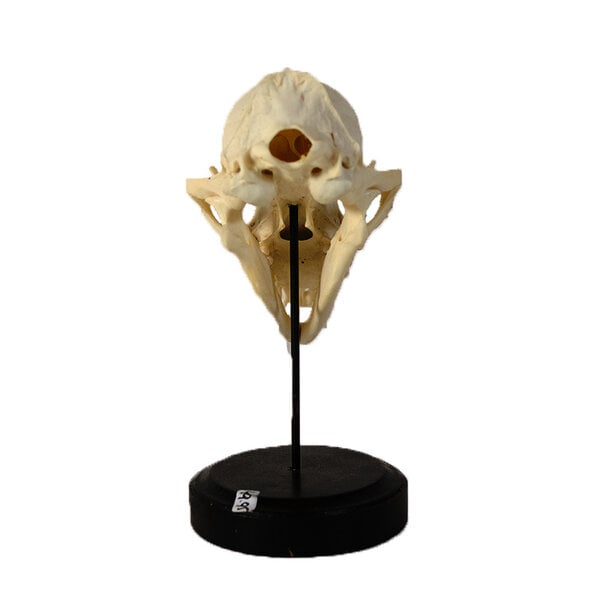 Schedel van een vos op sokkel