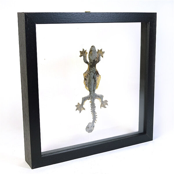 Präparierte Eidechse sp.